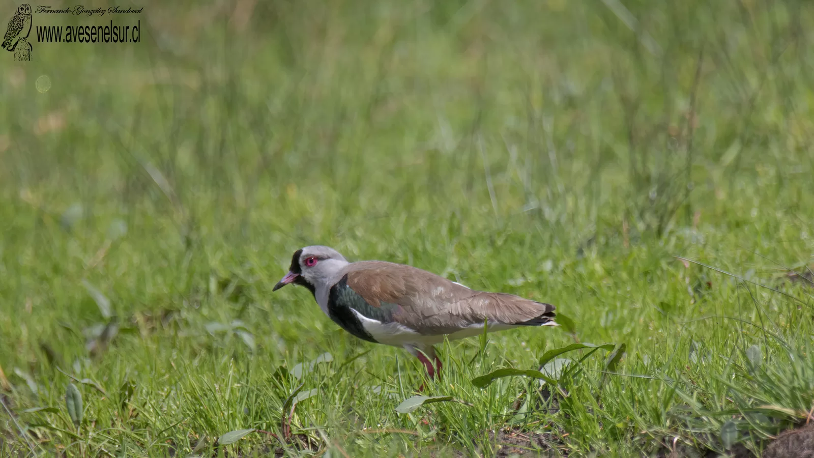 Queltehue - Vanellus chilensis chilensis (Molina) 1782 Queltehue - Vanellus chilensis chilensis (Molina) 1782
