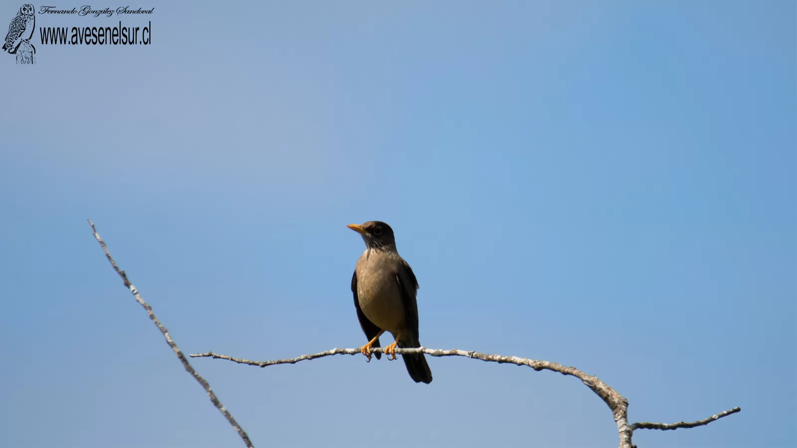 Zorzal - Turdus falcklandii Quoy & Gaimard 1824 Zorzal - Turdus falcklandii Quoy & Gaimard 1824
