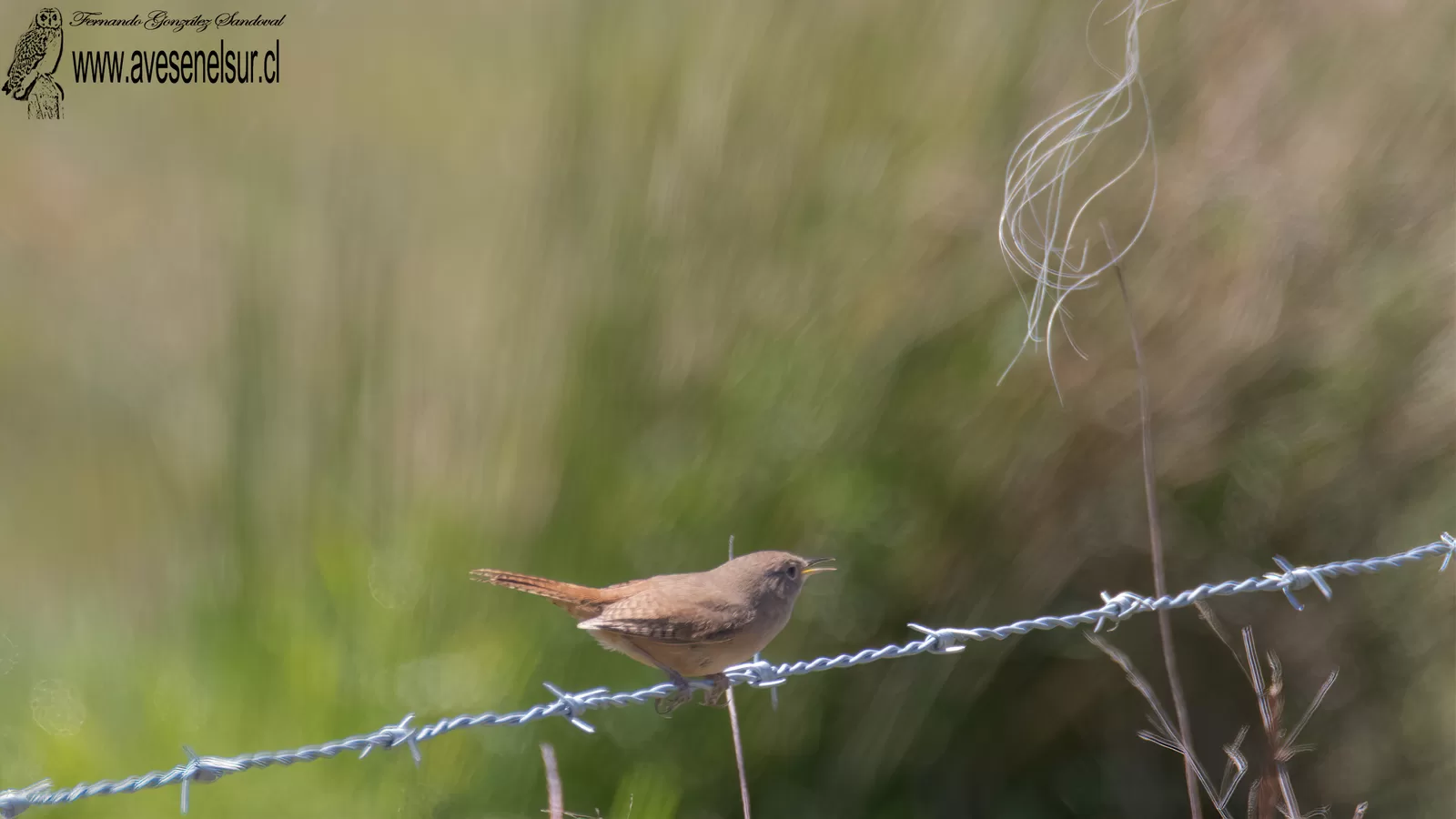 Chercán - Troglodytes aedon Vieillot 1809