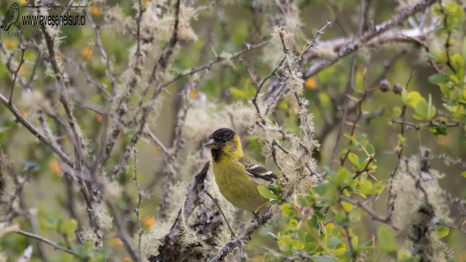 Jilguero - Spinus barbata (Molina) 1782