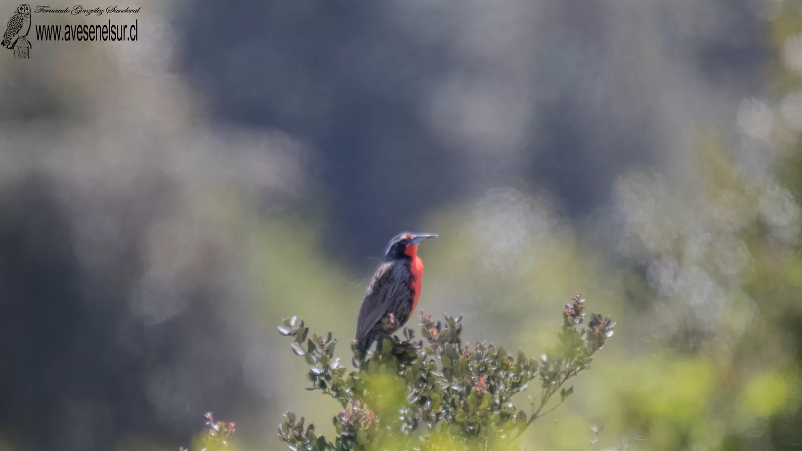 Loica - Leistes loyca (Molina) 1782