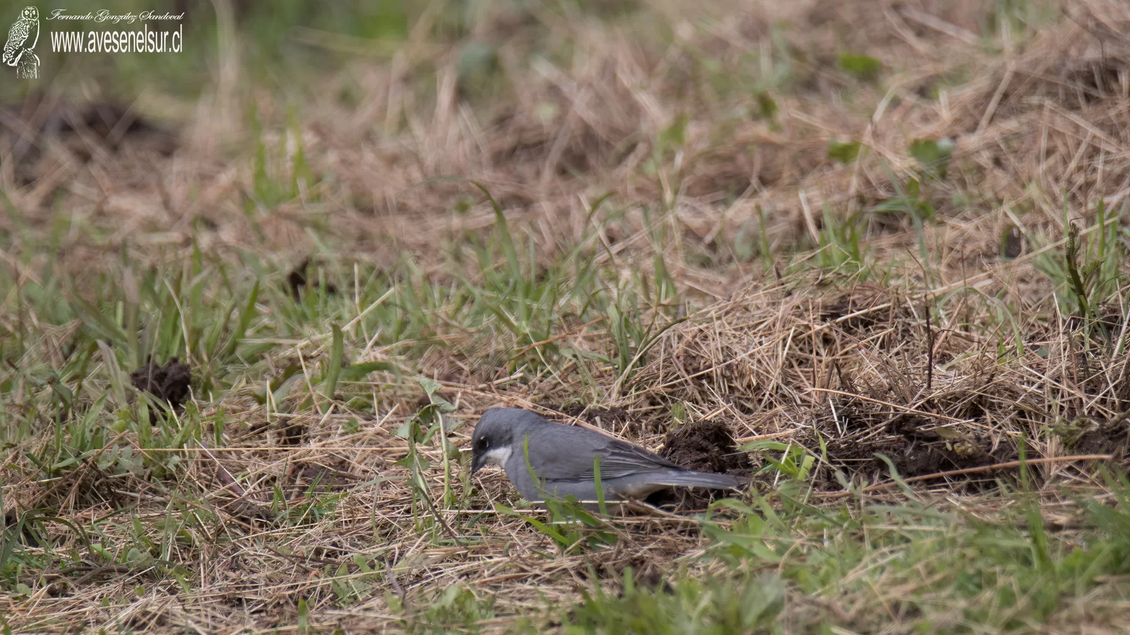 Diuca - Diuca diuca (Molina) 1782