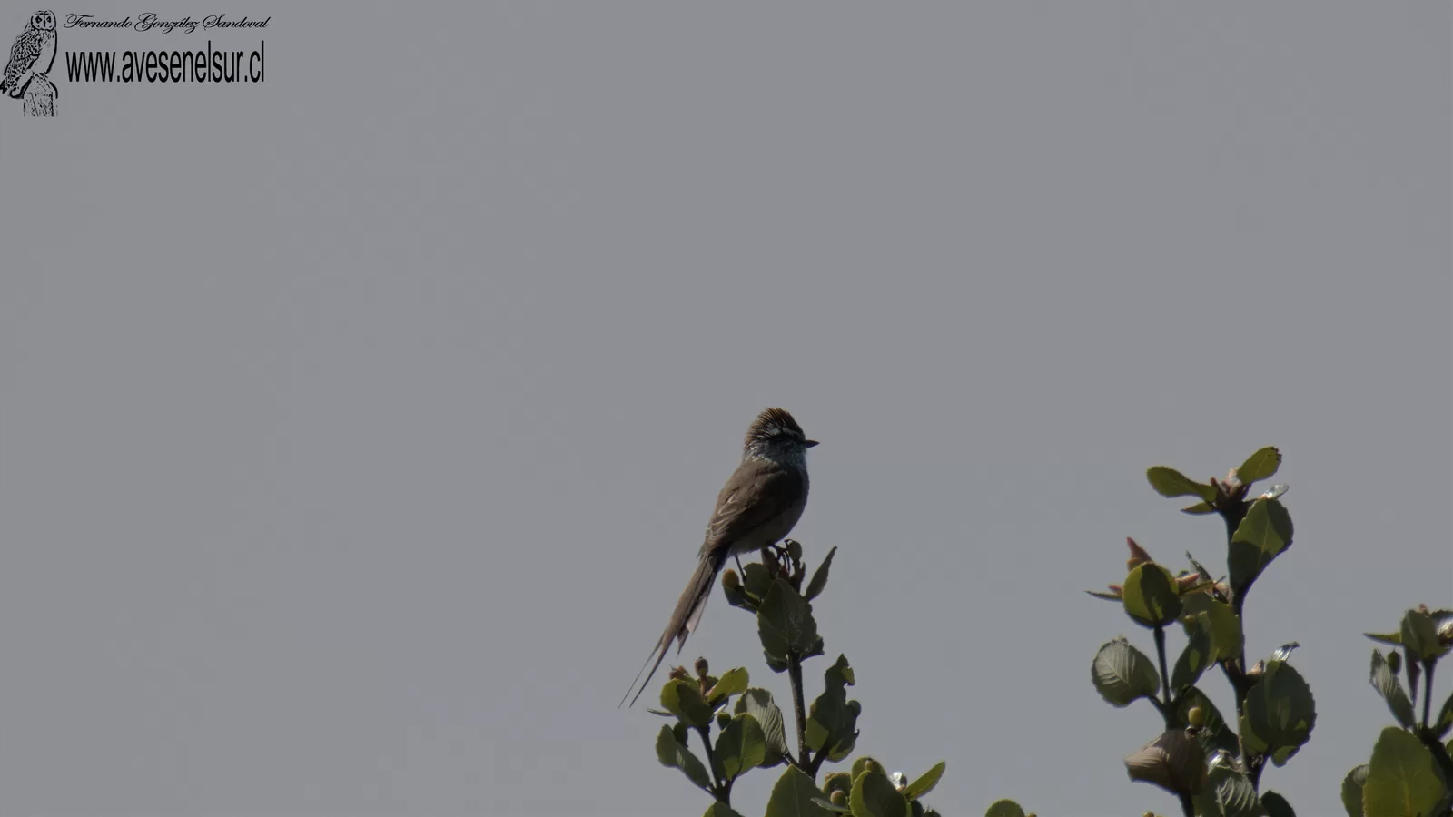 Tijeral - Leptasthenura aegithaloides (Kittlitz) 1830