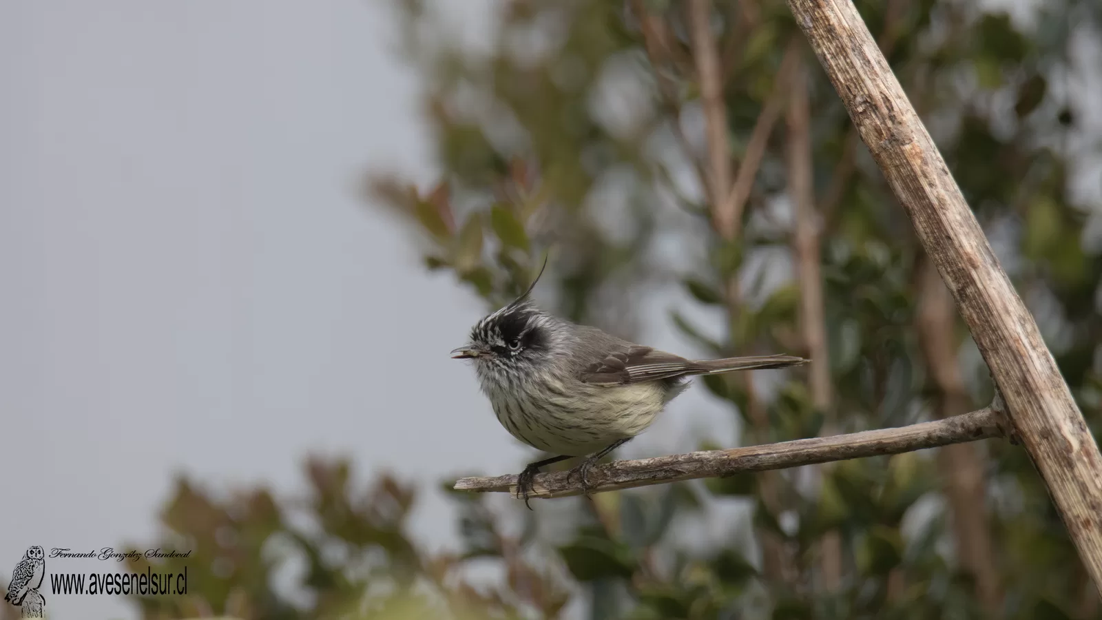 Cachudito - Anairetes parulus (Kittlitz) 1830