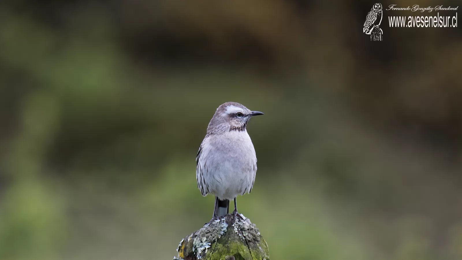 Tenca - Mimus thenca (Molina) 1782 Tenca - Mimus thenca (Molina) 1782