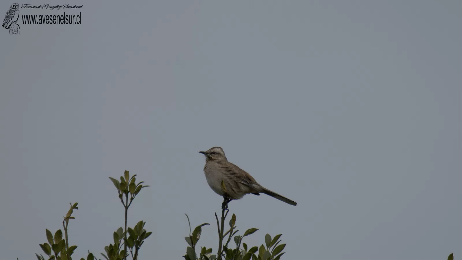 Tenca - Mimus thenca (Molina) 1782