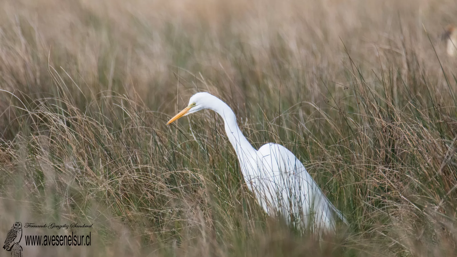 Garza grande - Ardea alba Linnaeus 1758 Garza grande - Ardea alba Linnaeus 1758