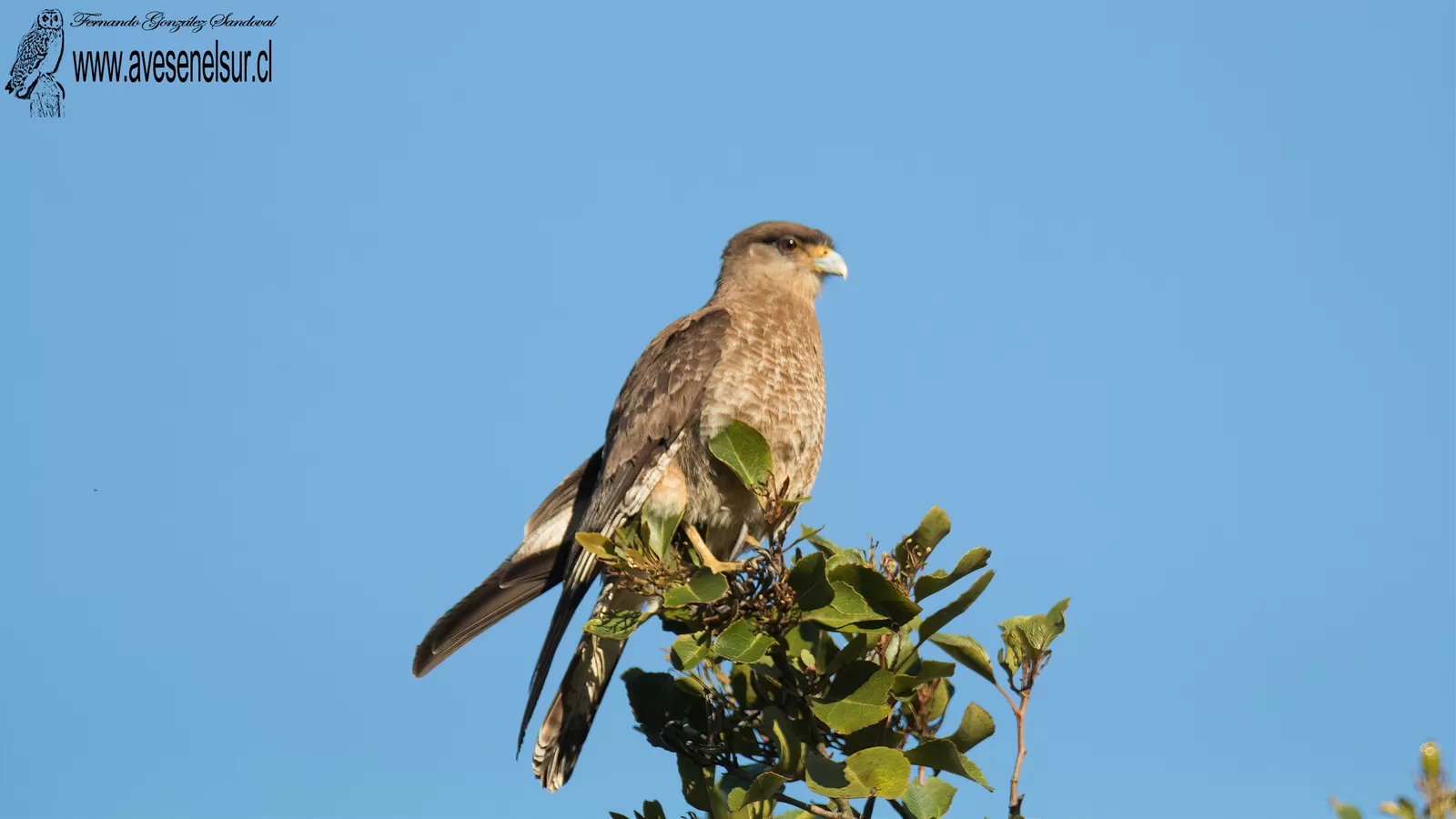 Tiuque - Daptrius chimango (Vieillot) 1816
