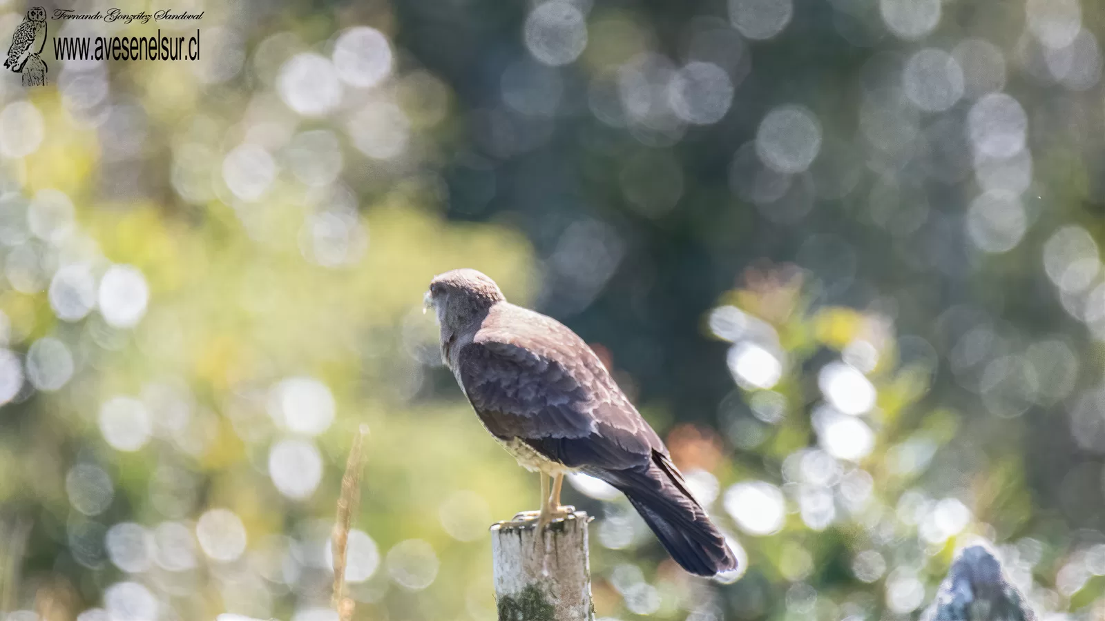 Tiuque - Daptrius chimango (Vieillot) 1816