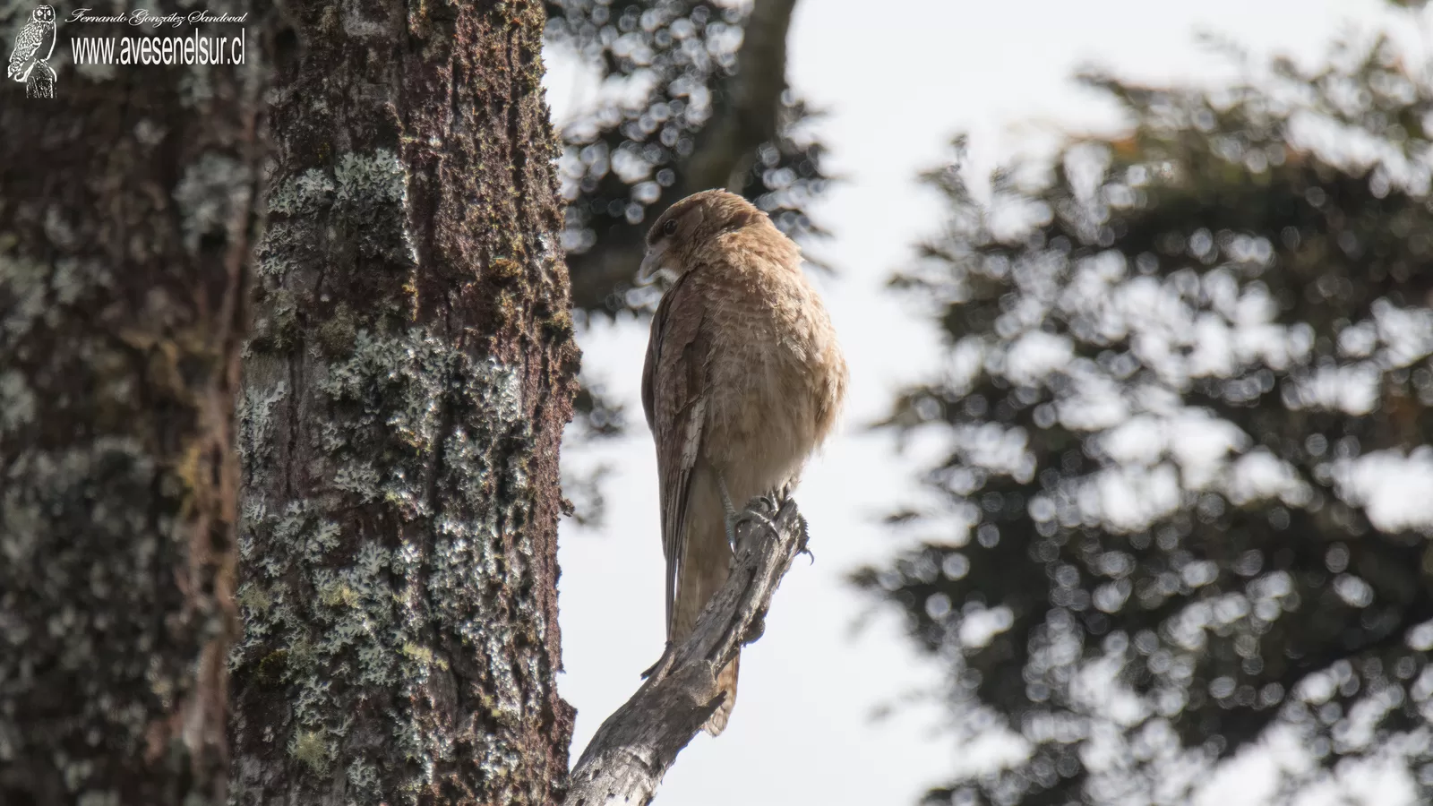 Tiuque - Daptrius chimango (Vieillot) 1816