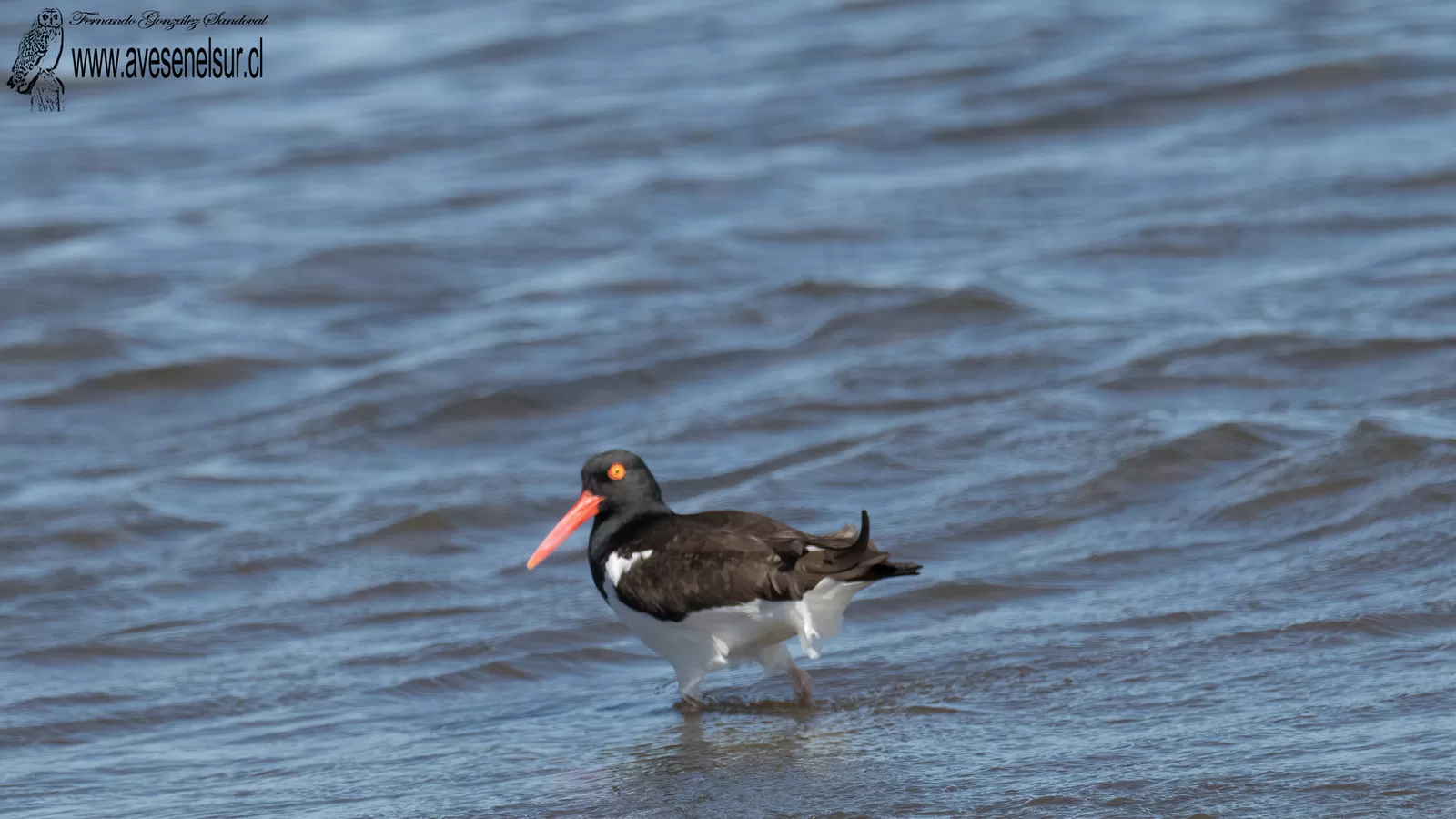Pilpilén - Haematopus palliatus Temminck 1820