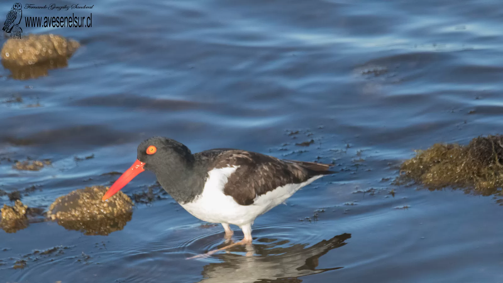 Pilpilén - Haematopus palliatus Temminck 1820