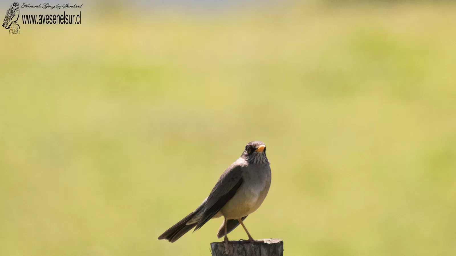 Zorzal - Turdus falcklandii Quoy & Gaimard 1824