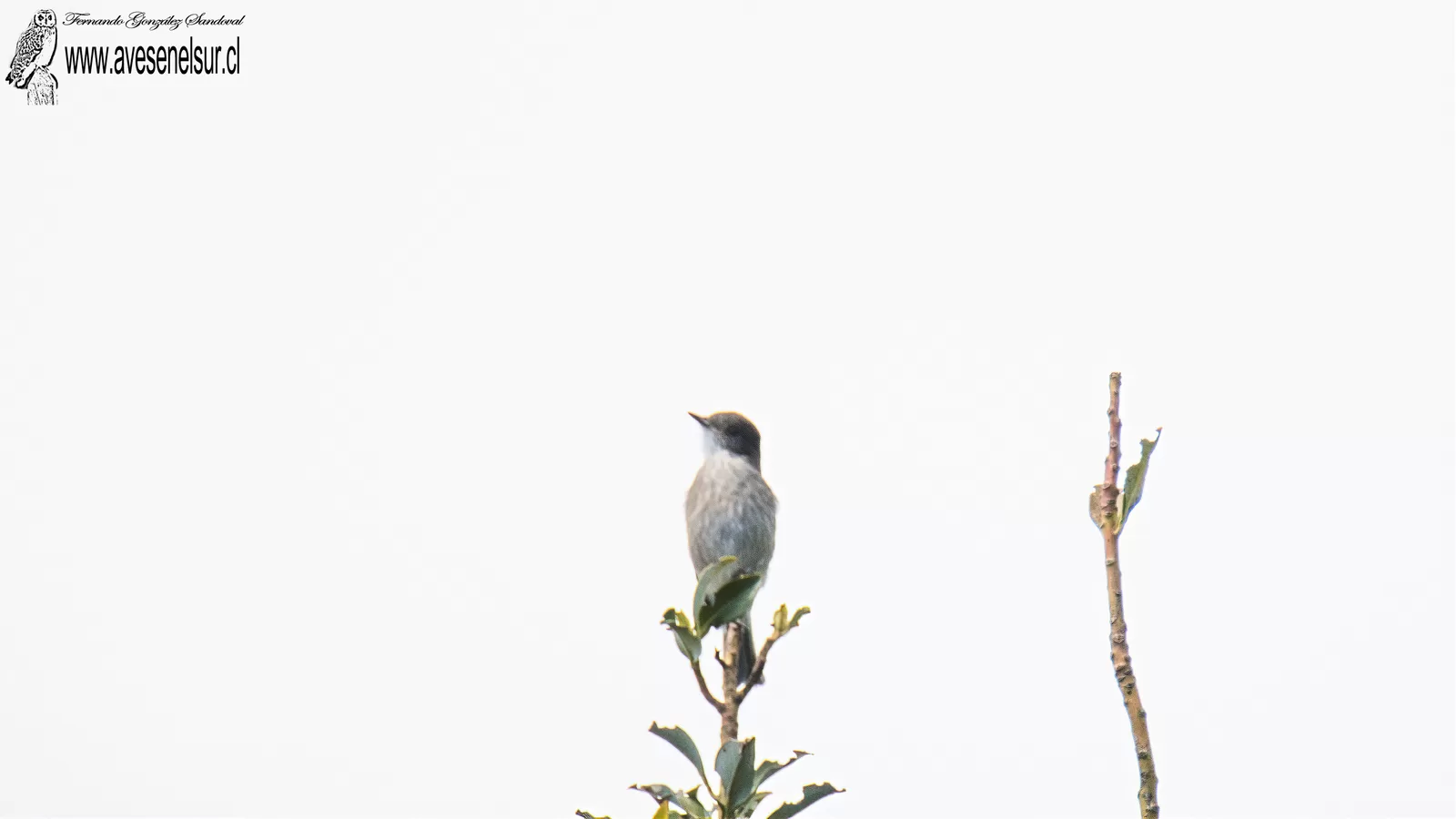 Diucón - Pyrope pyrope (Kittlitz) 1830