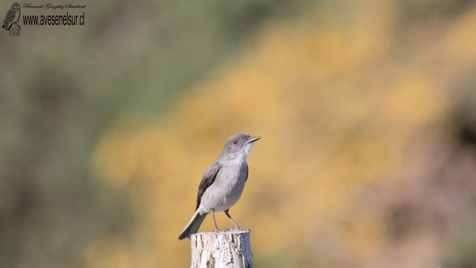 Diucón - Pyrope pyrope (Kittlitz) 1830