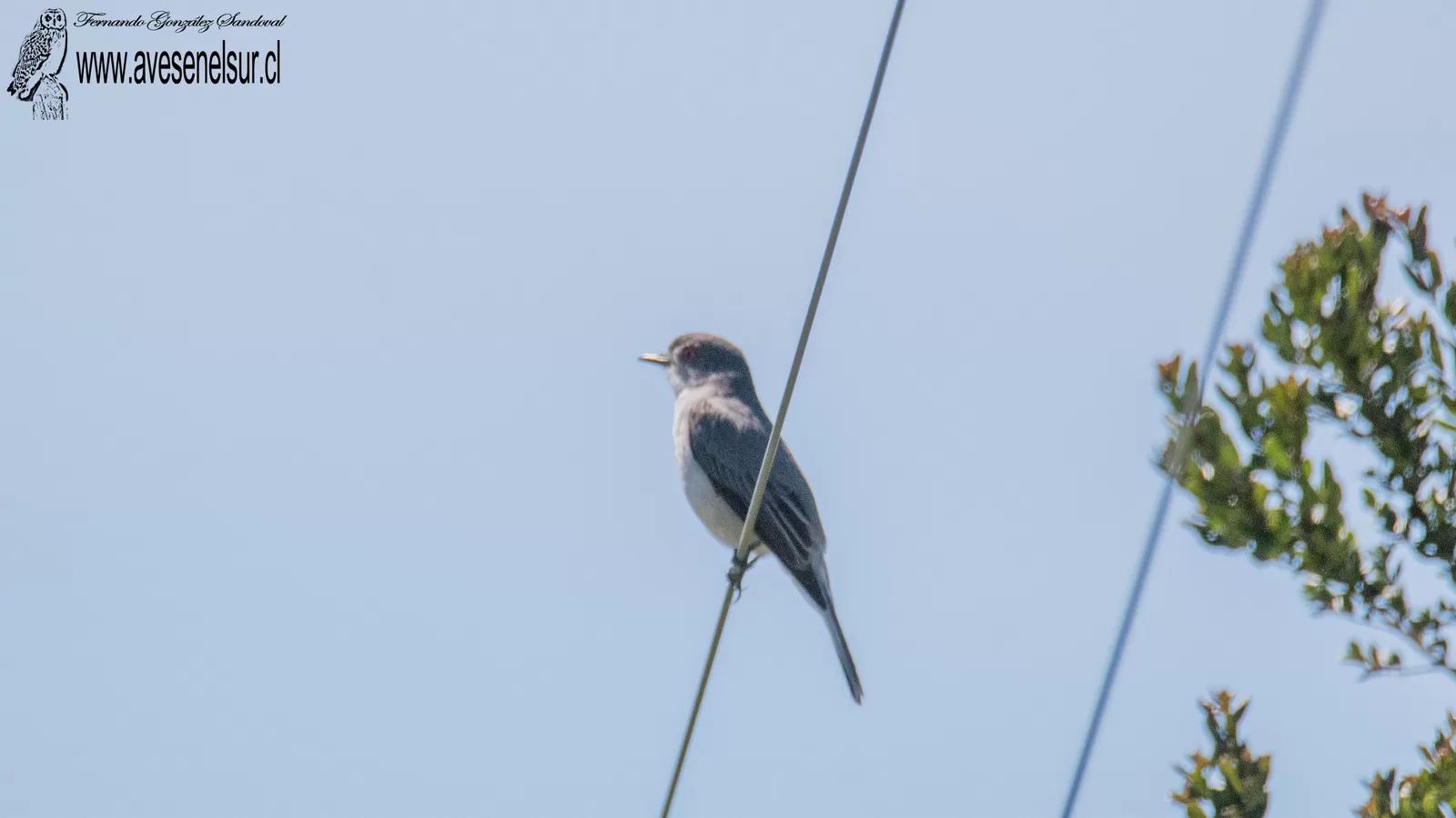 Diucón - Pyrope pyrope (Kittlitz) 1830