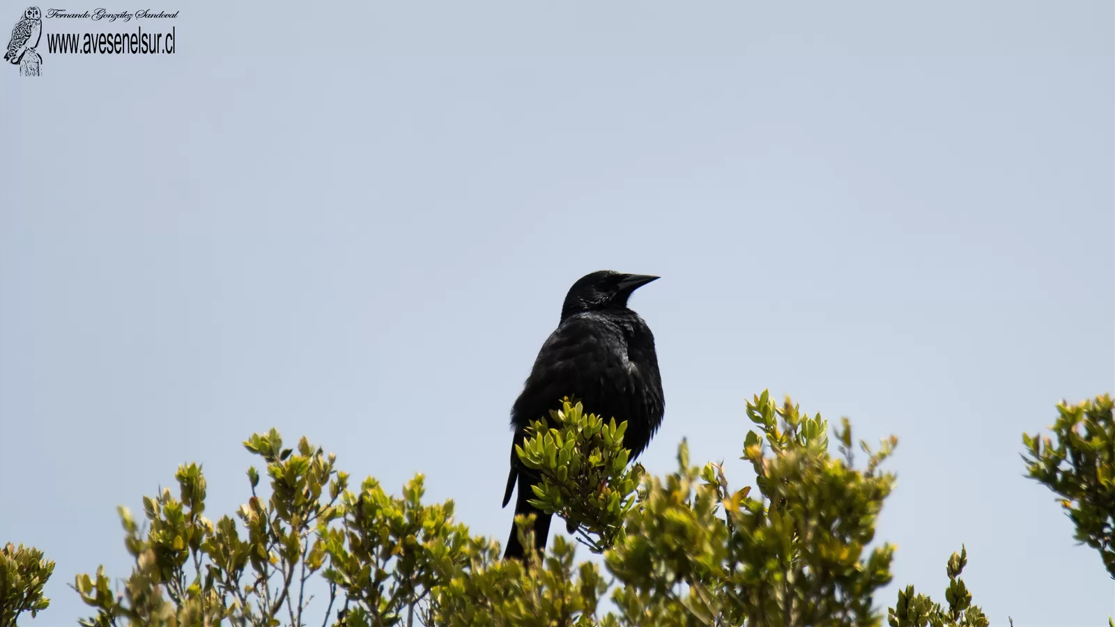 Tordo- Curaeus curaeus (Molina) 1782