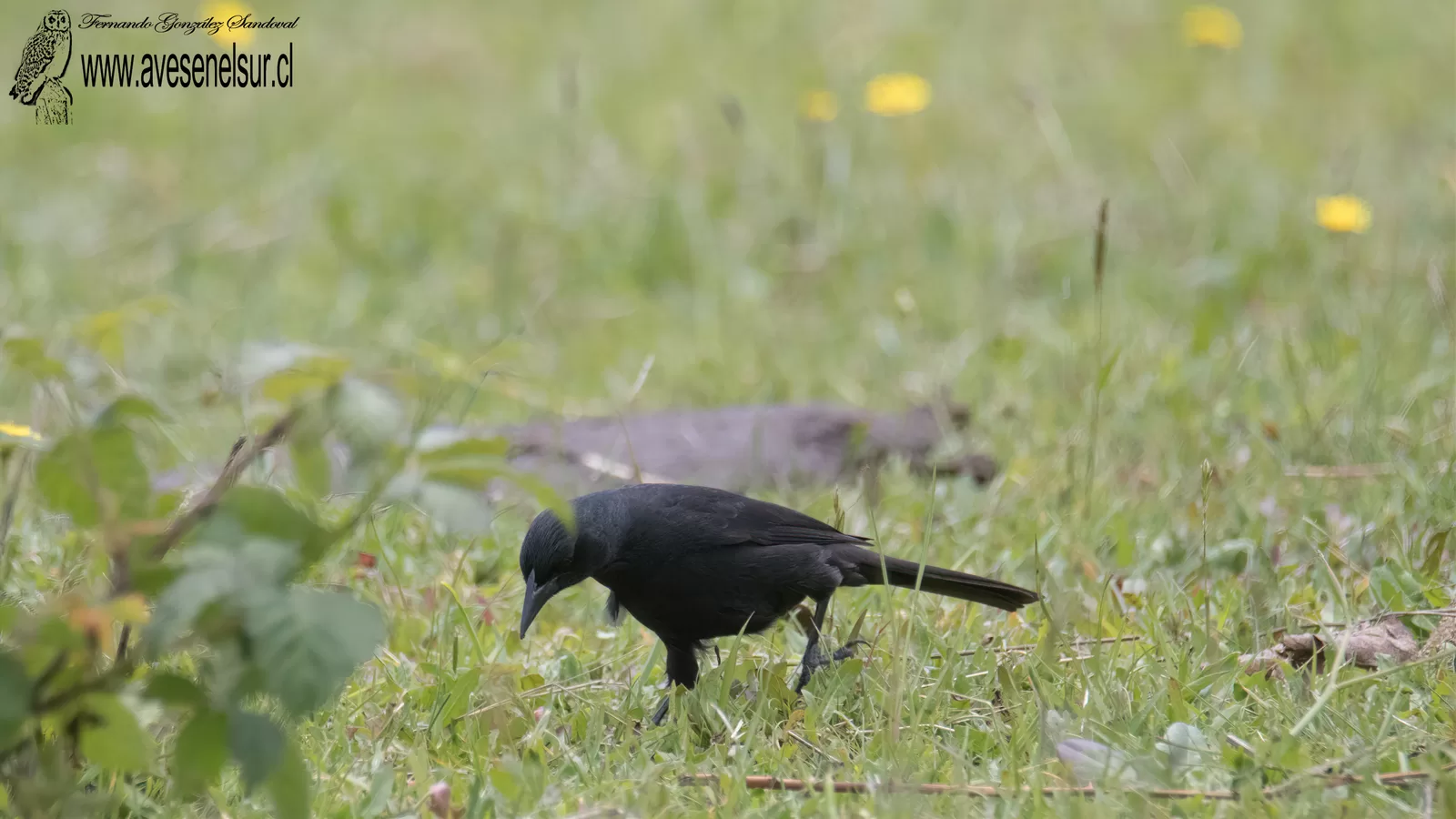 Tordo- Curaeus curaeus (Molina) 1782