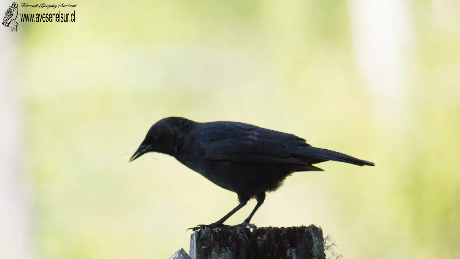 Tordo- Curaeus curaeus (Molina) 1782