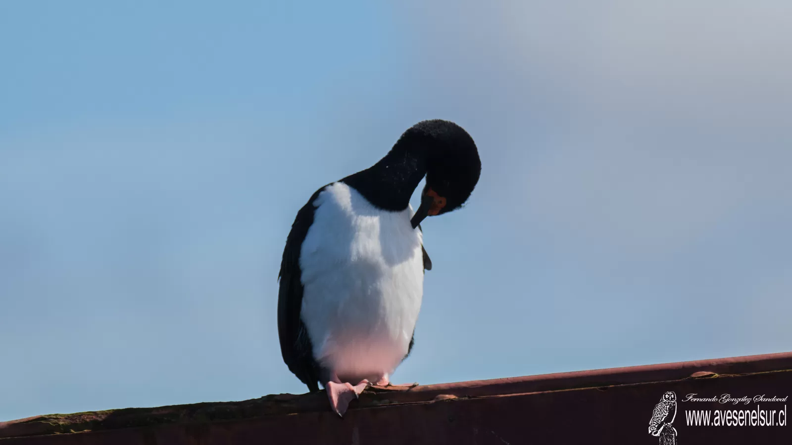 Cormorán de las rocas - Leucocarbo magellanicus (Gmelin) 1789
