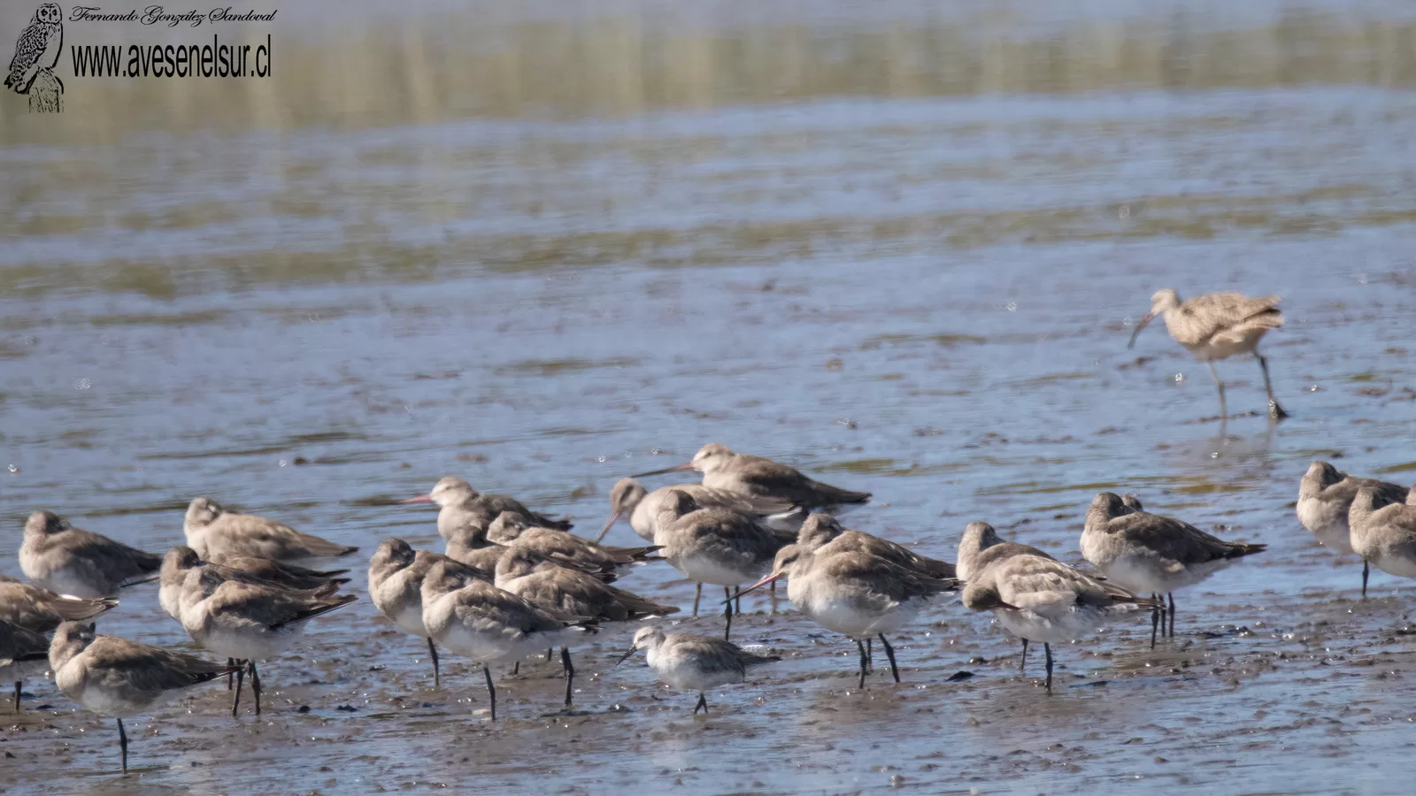 Playero ártico - Calidris canutus (Linnaeus) 1758