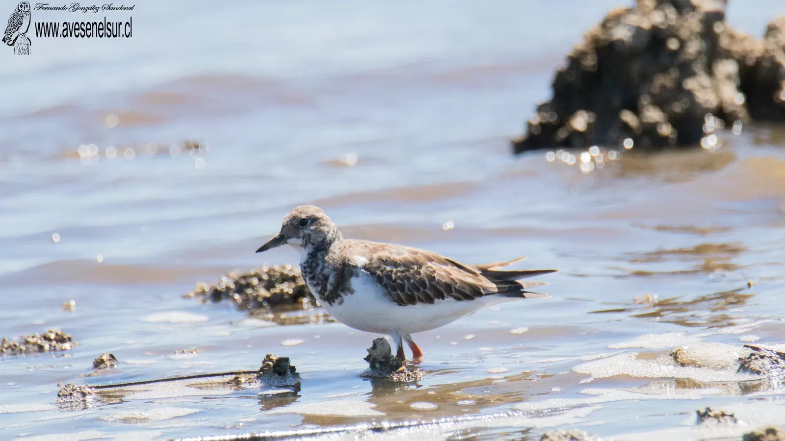 Playero vuelvepiedras - Arenaria interpres (Linnaeus) 1758