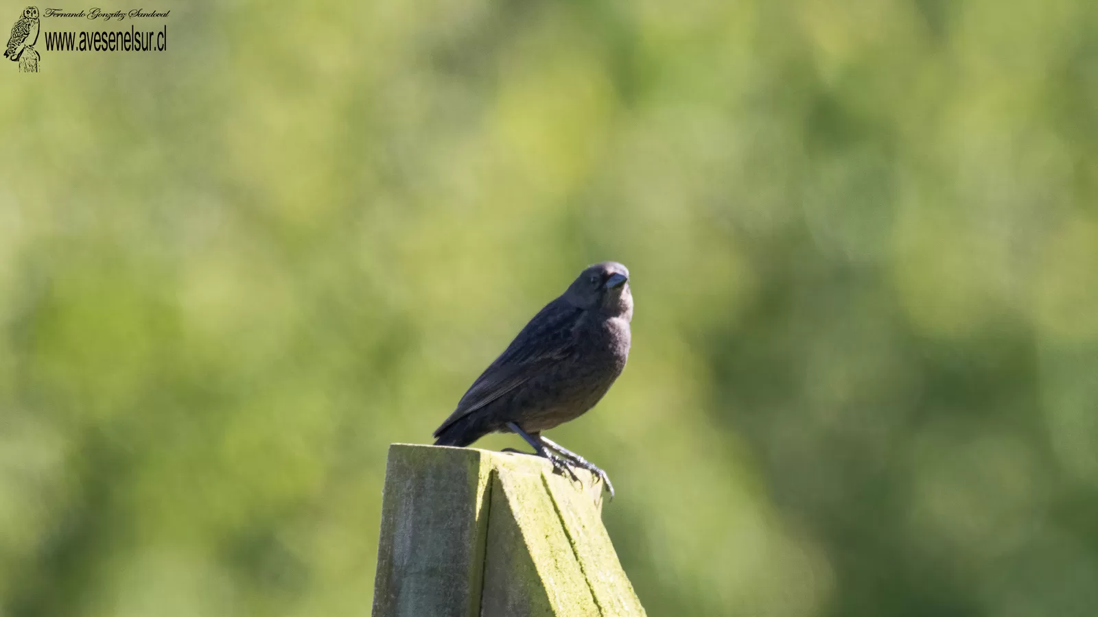 Mirlo -Molothrus bonariensis (Gmelin) 1789