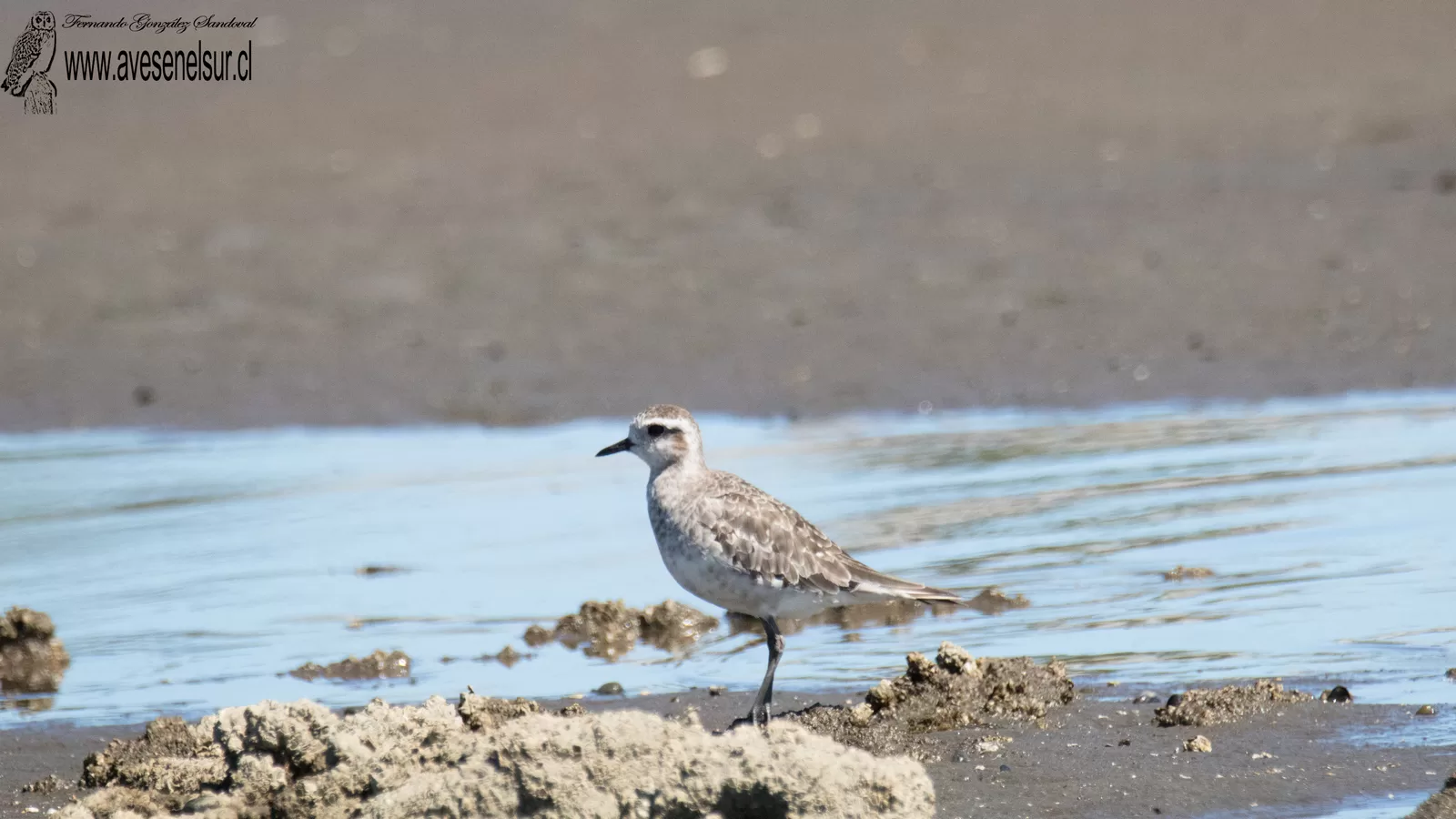 Chorlo ártico - Pluvialis squatarola (Linnaeus) 1758