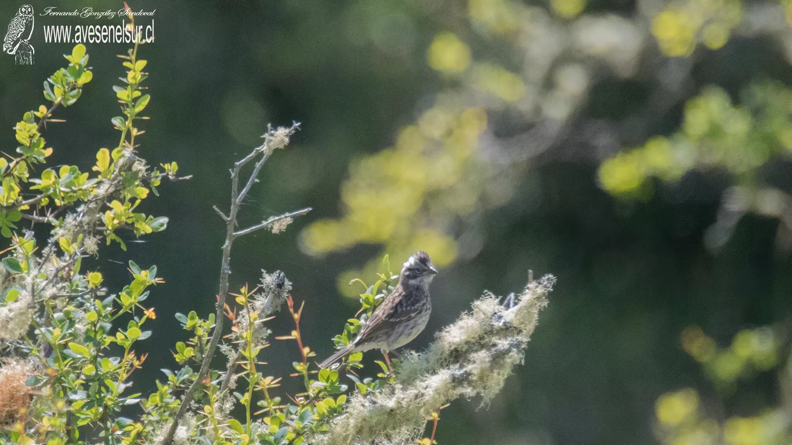 Chincol - Zonotrichia capensis (Muller,PLS) 1776