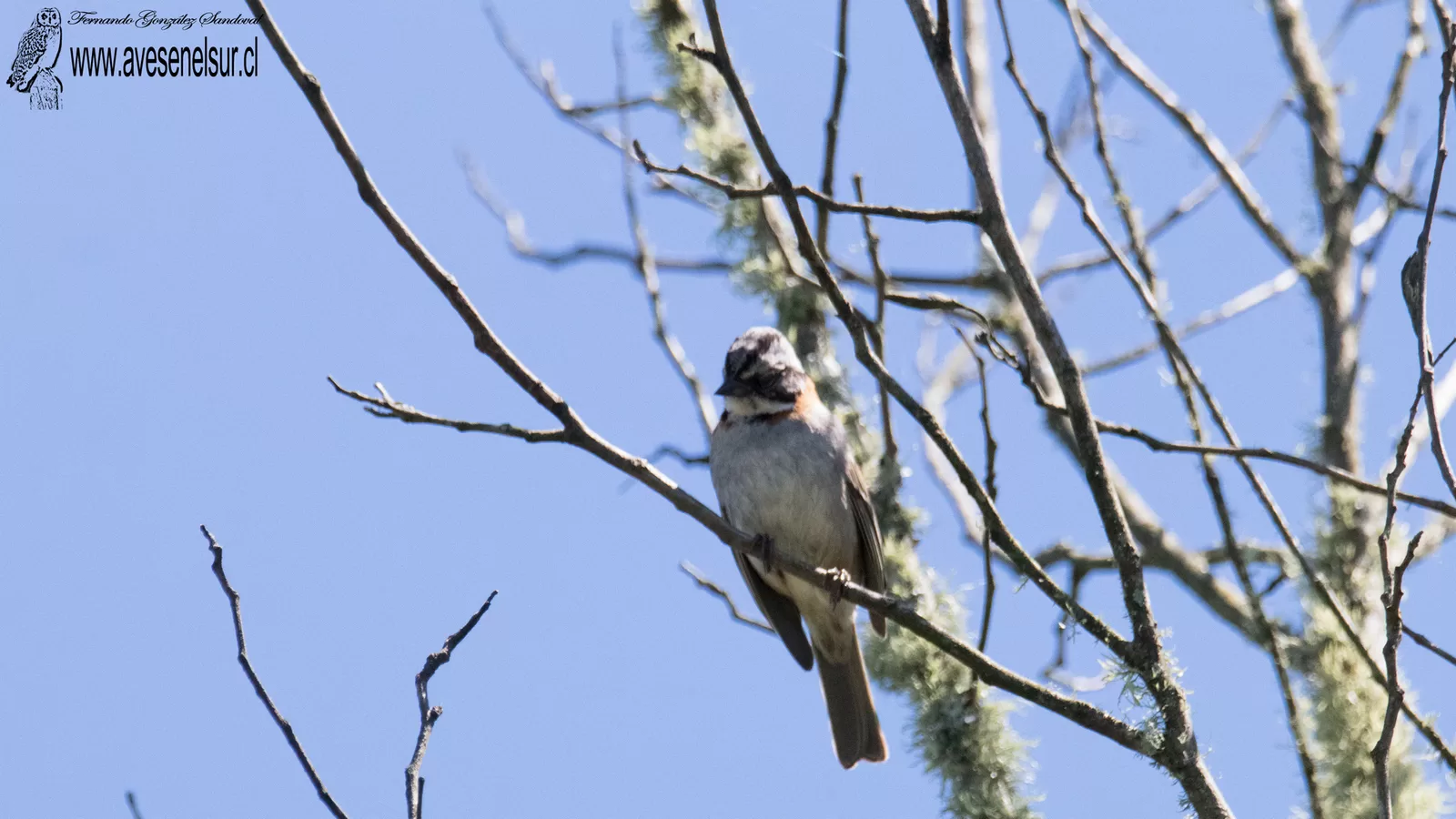 Chincol - Zonotrichia capensis (Muller,PLS) 1776