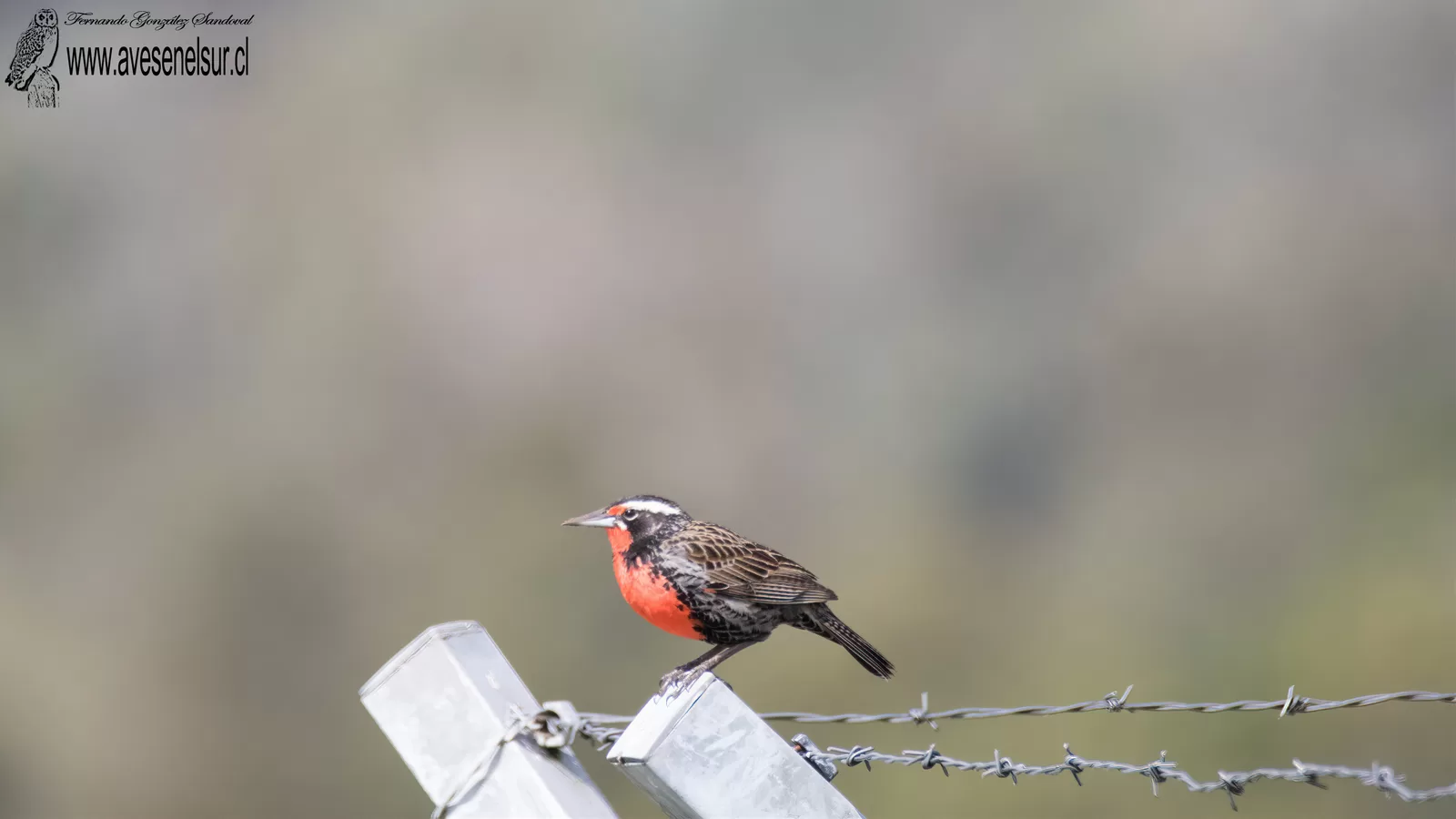 Loica - Leistes loyca (Molina) 1782