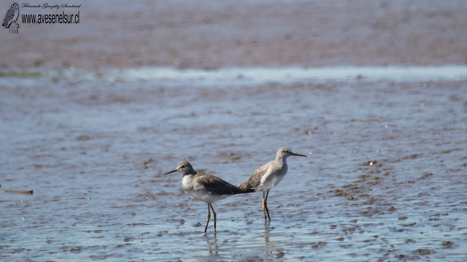 Pitotoy chico - Tringa flavipes (Gmelin) 1789