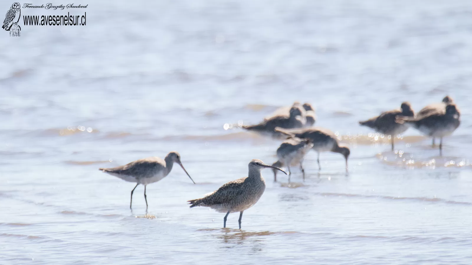 Zarapito - Numenius phaeopus (Linnaeus) 1758