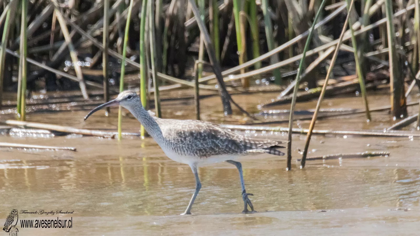 Zarapito - Numenius phaeopus (Linnaeus) 1758