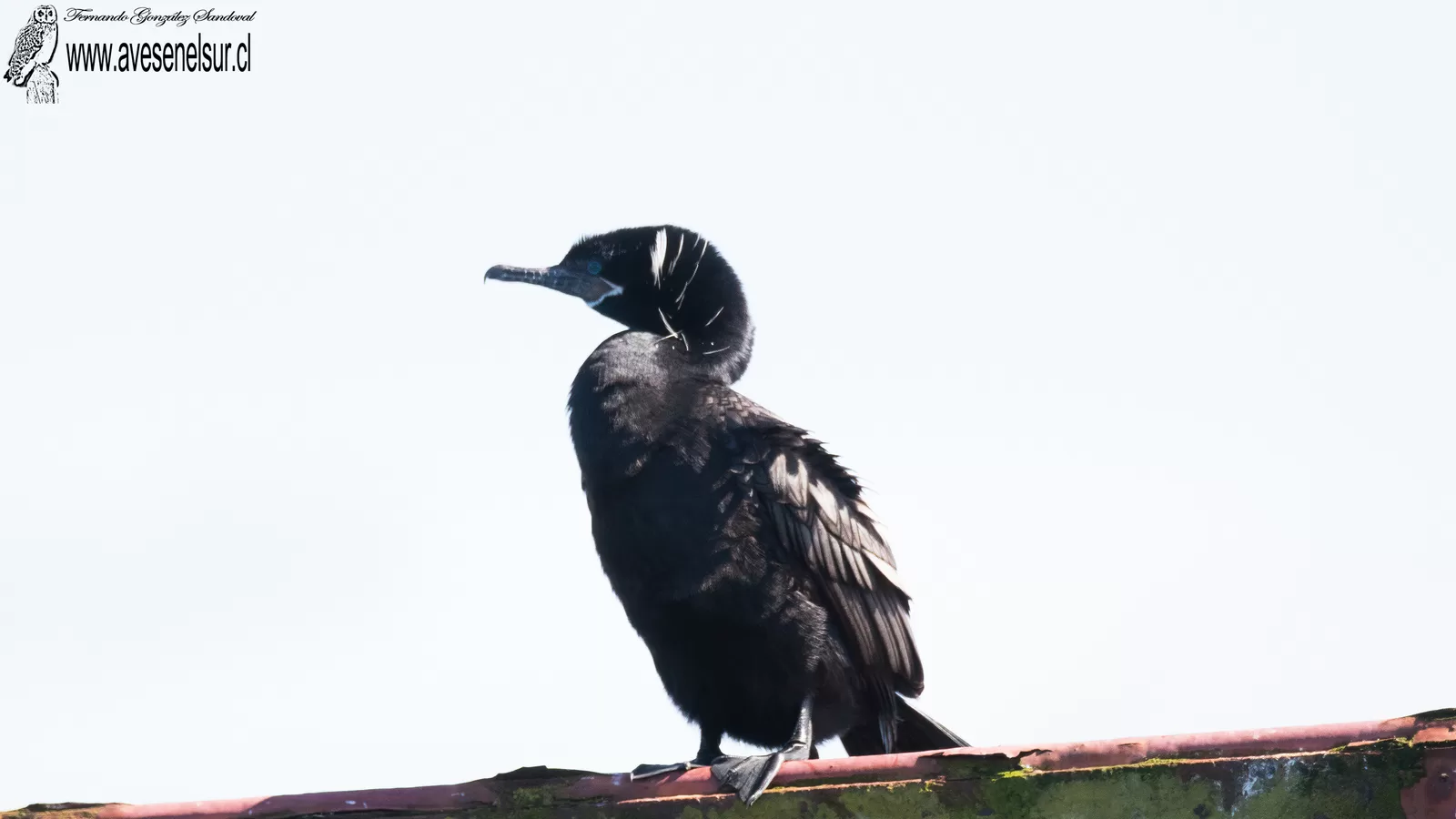 Yeco - Nannopterum brasilianum (Gmelin) 1789