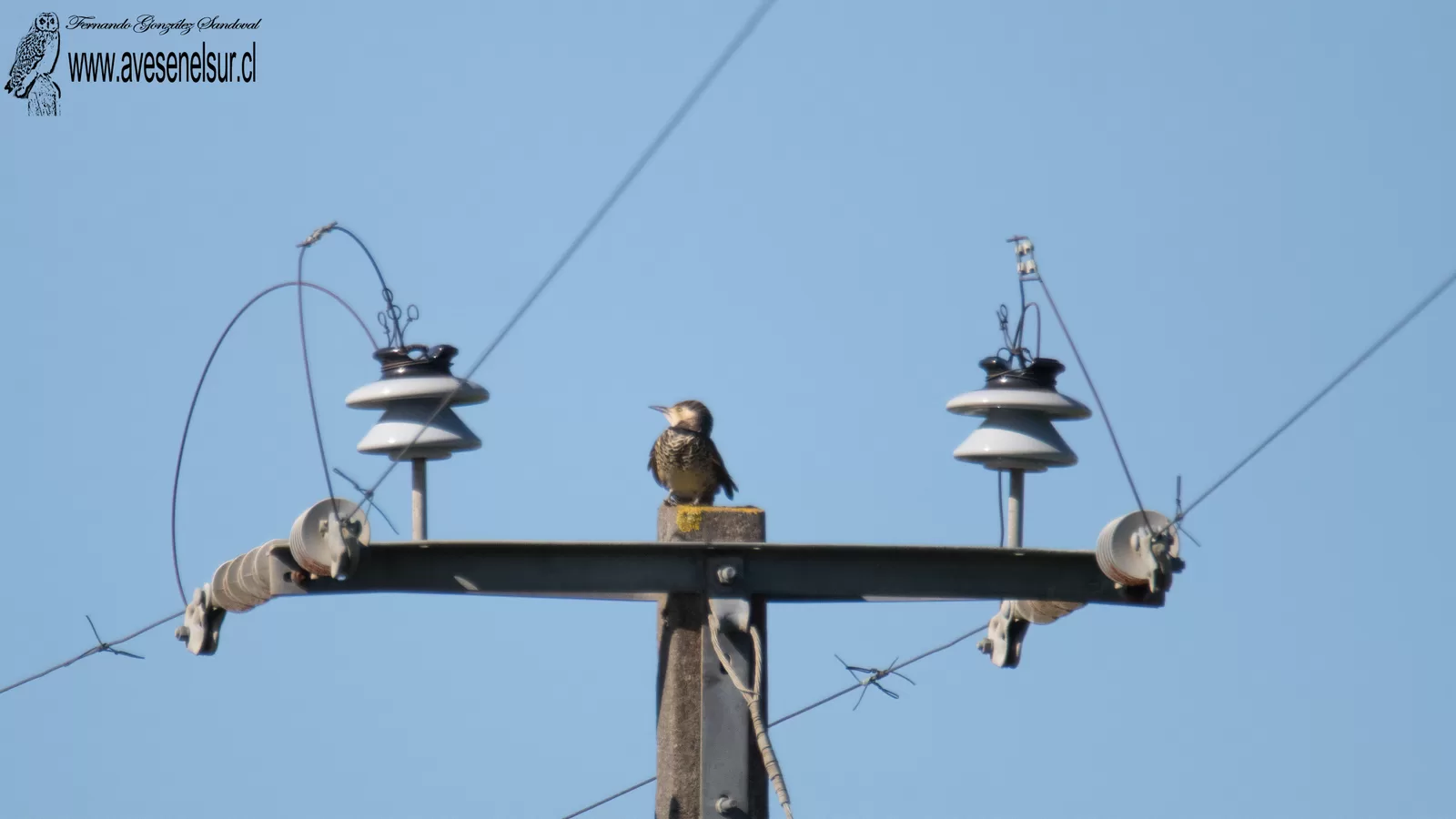 Pitío - Colaptes pitius (Molina) 1782