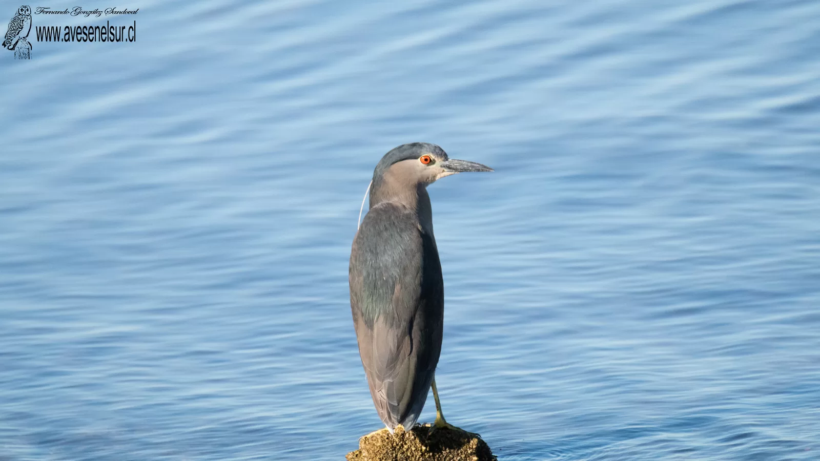 Huairavo - Nycticorax nycticorax (Linnaeus) 1758