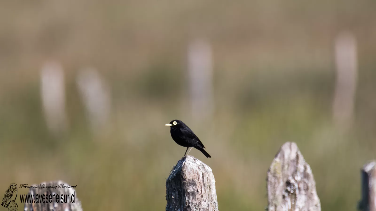 Run-run - Hymenops perspicillatus (Gmelin) 1789