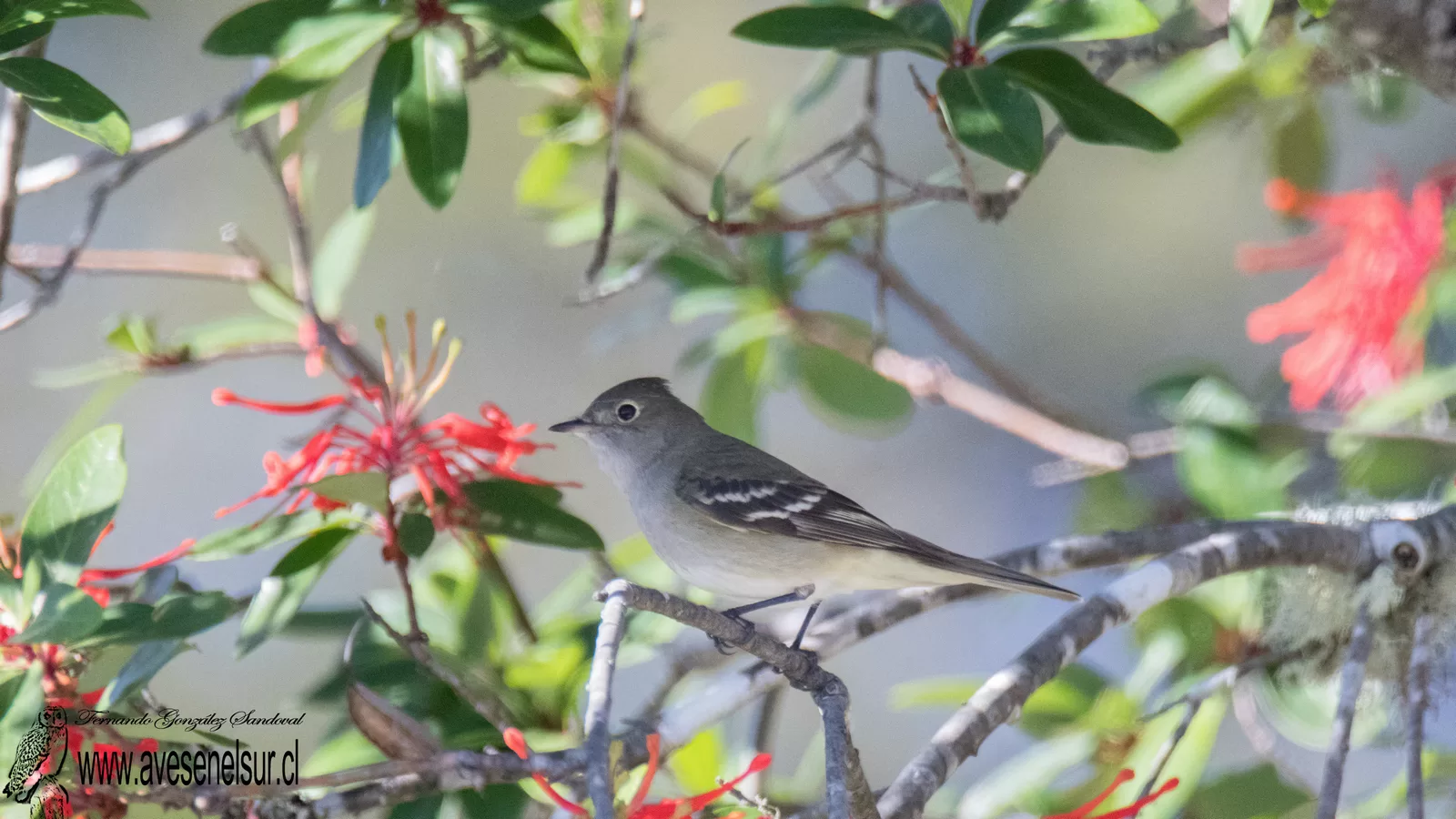 Fío-fío - Elaenia albiceps Hellmayr 1927