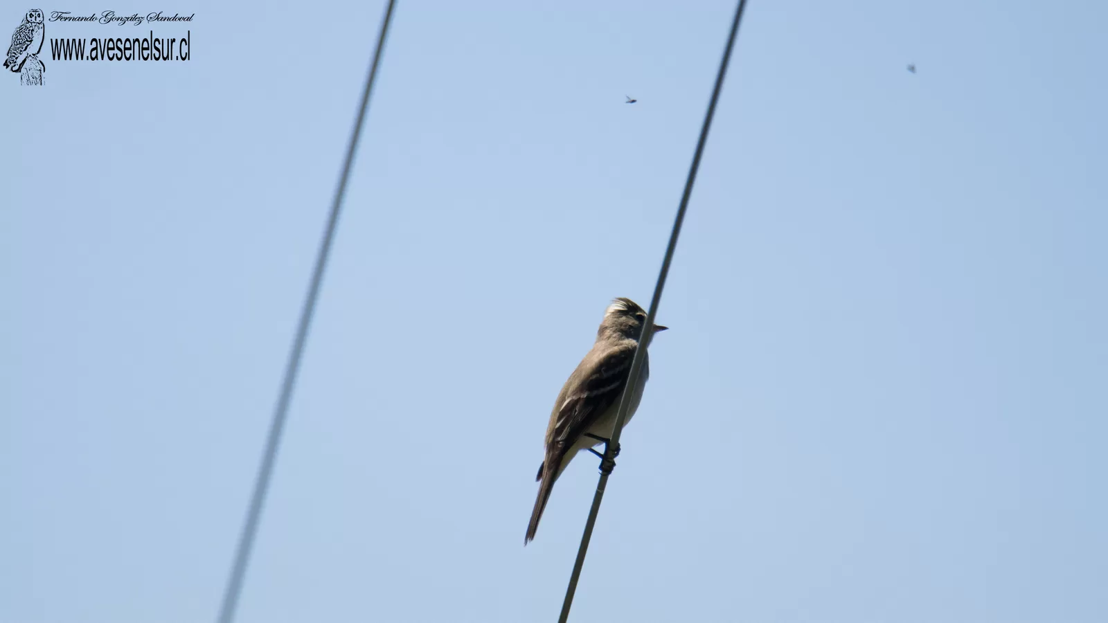 Fío-fío - Elaenia albiceps Hellmayr 1927