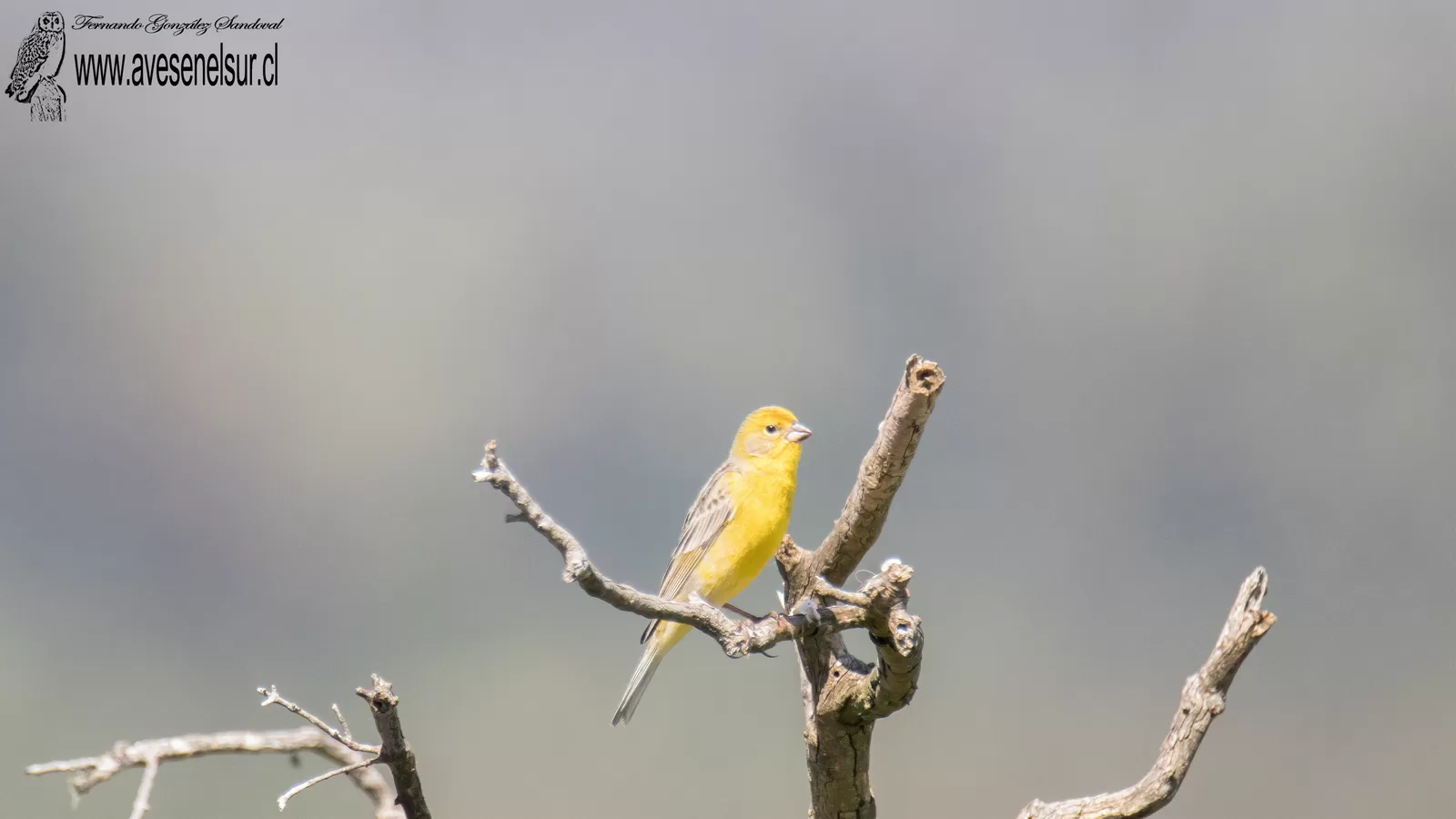 Chirihue - Sicalis luteola (Sparrman) 1789