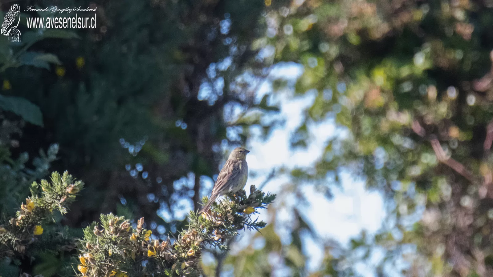 Chirihue - Sicalis luteola (Sparrman) 1789