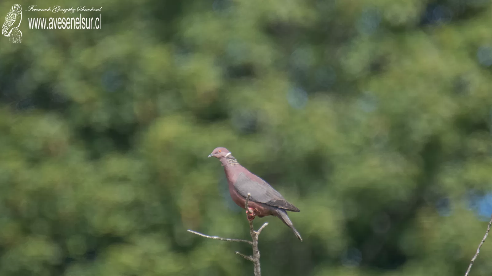 Torcaza - Patagioenas araucana (Lesson & Garnot) 1827