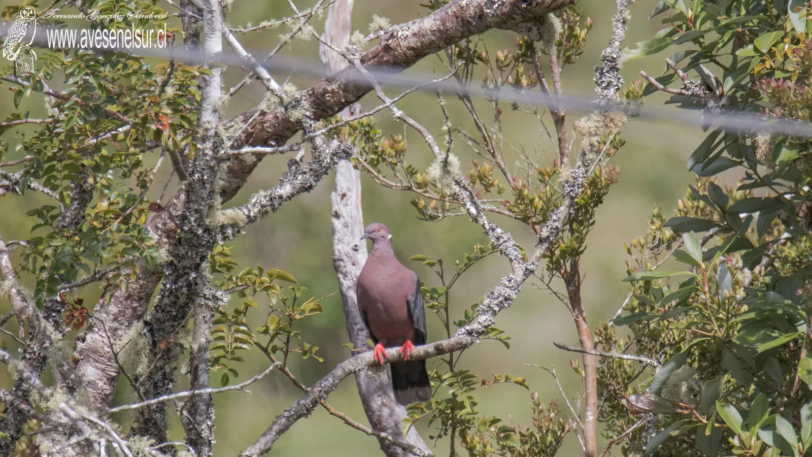 Torcaza - Patagioenas araucana (Lesson & Garnot) 1827