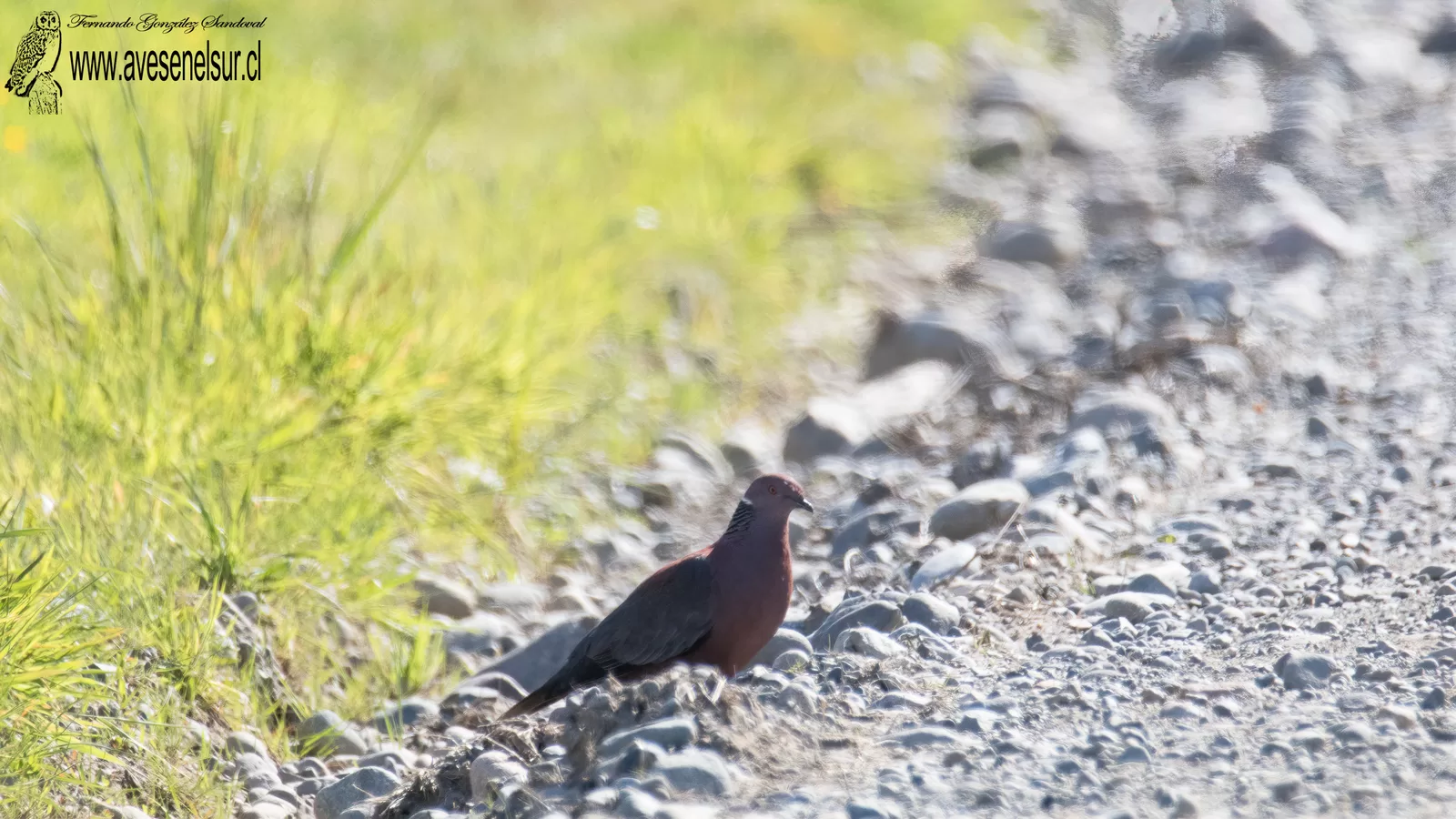 Torcaza - Patagioenas araucana (Lesson & Garnot) 1827