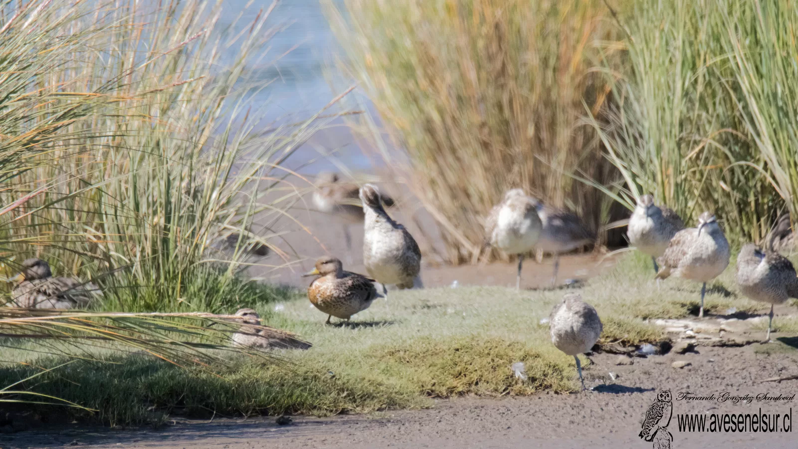 Pato jergón chico - Anas flavirostris Vieillot, 1816