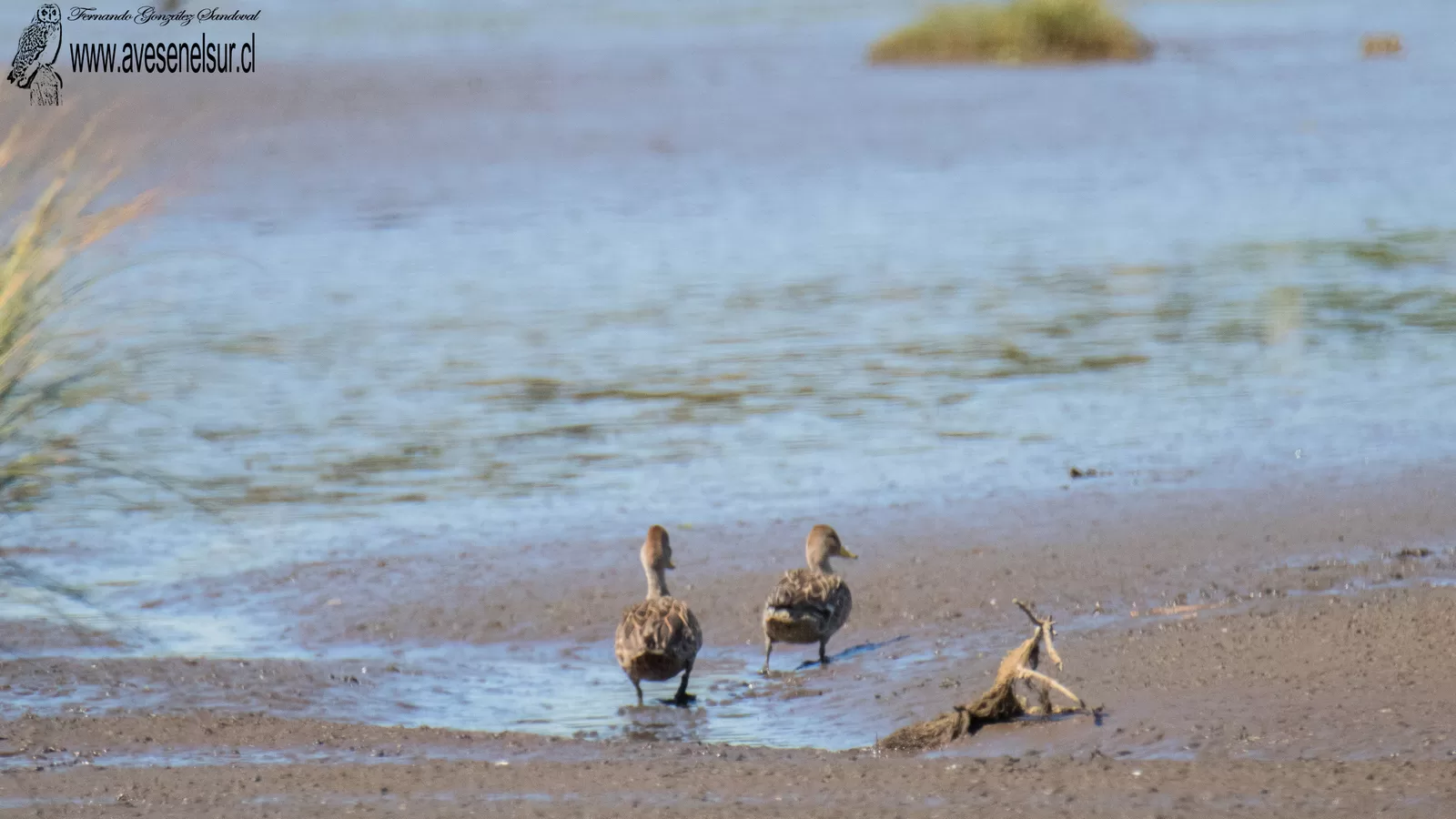 Pato jergón grande - Anas georgica Gmelin 1789
