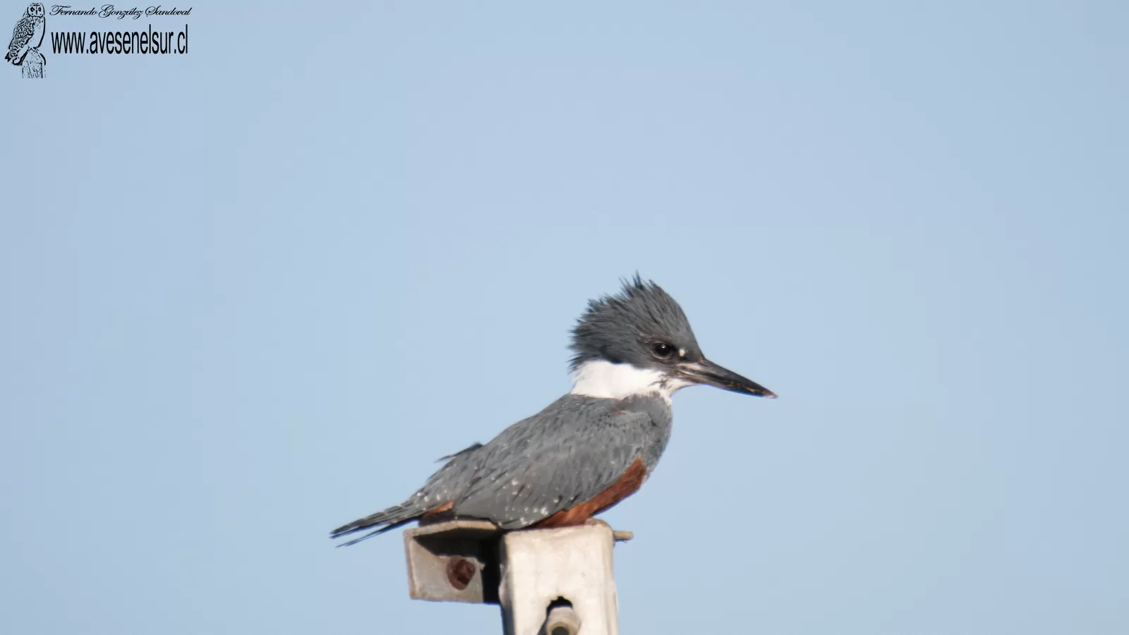 Martin pescador - Megaceryle torquata (Linnaeus) 1766