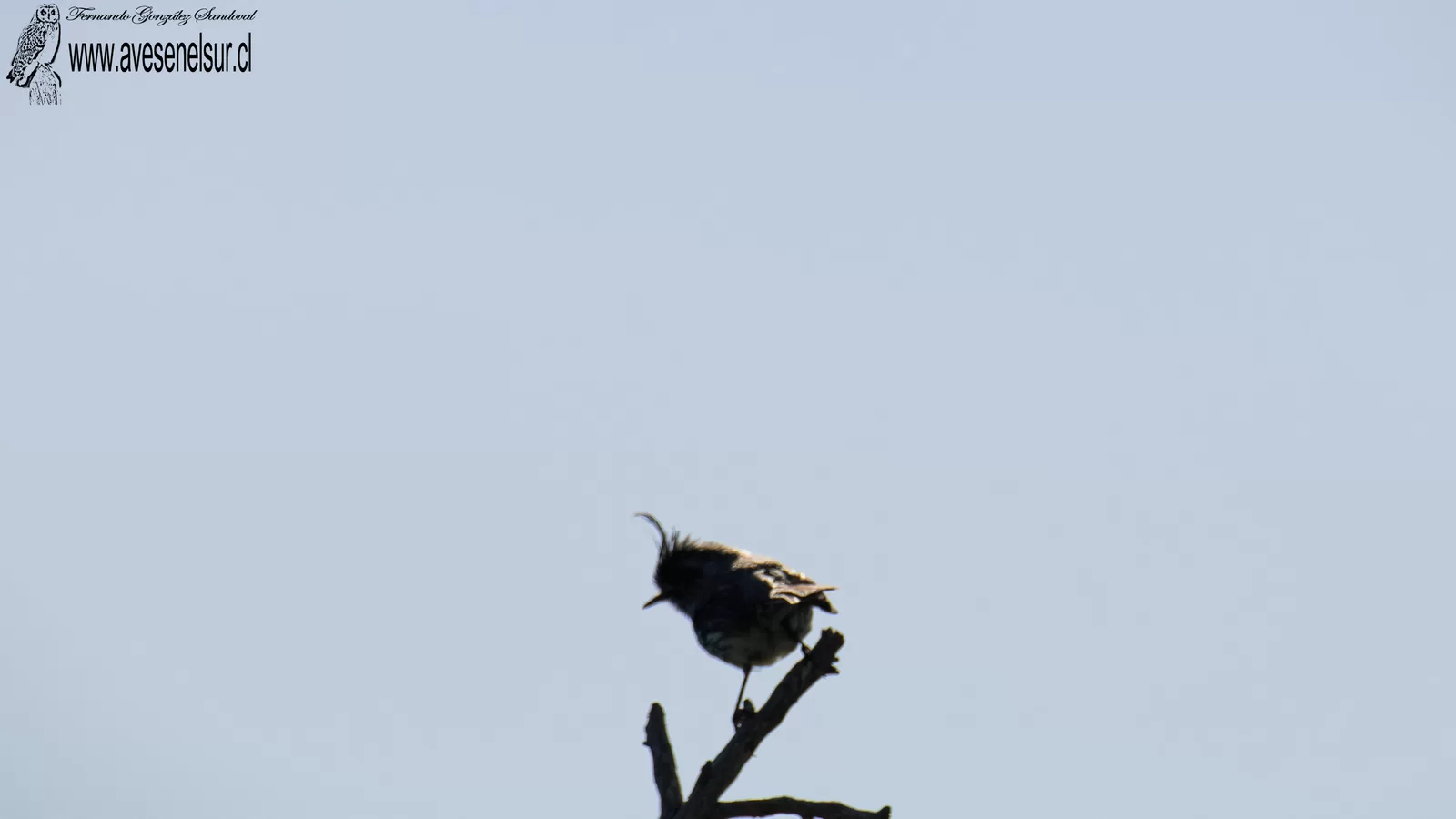 Cachudito - Anairetes parulus (Kittlitz) 1830