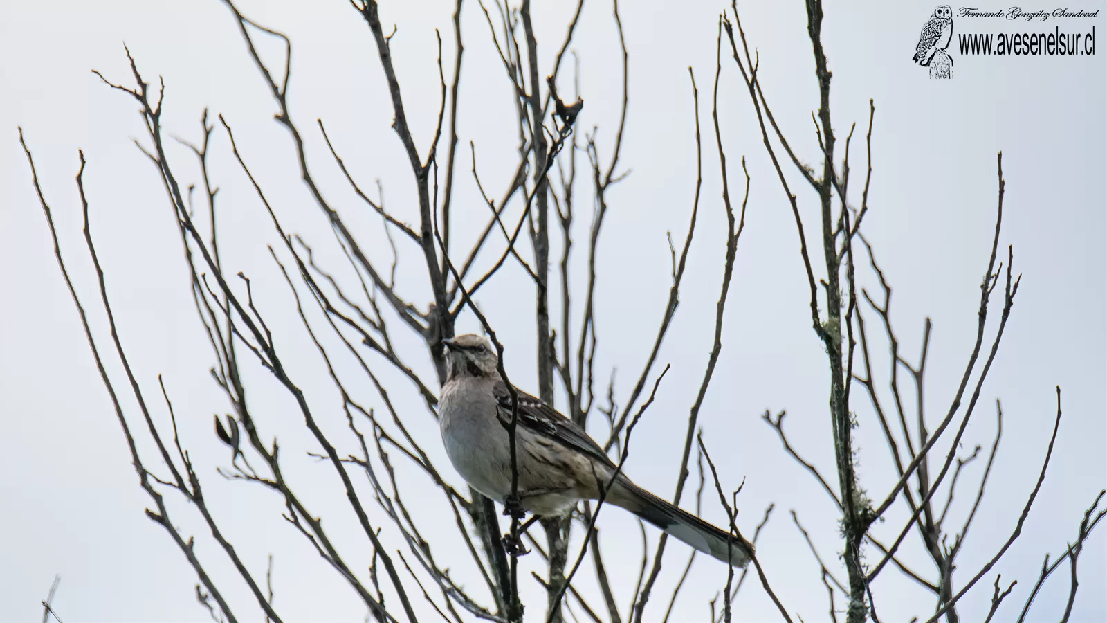 Tenca - Mimus thenca (Molina) 1782